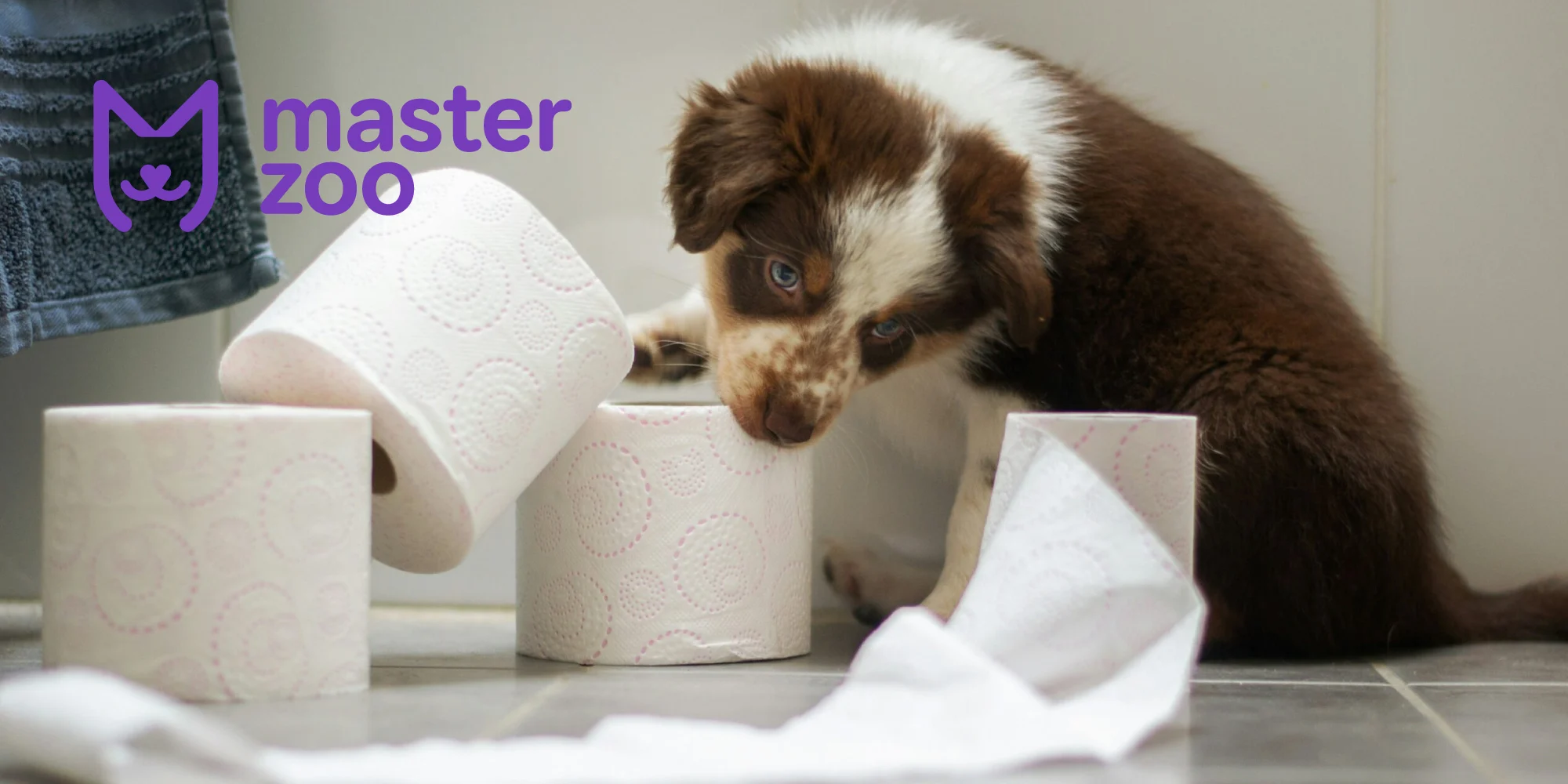 Як привчити цуценя до пелюшки | MasterZoo