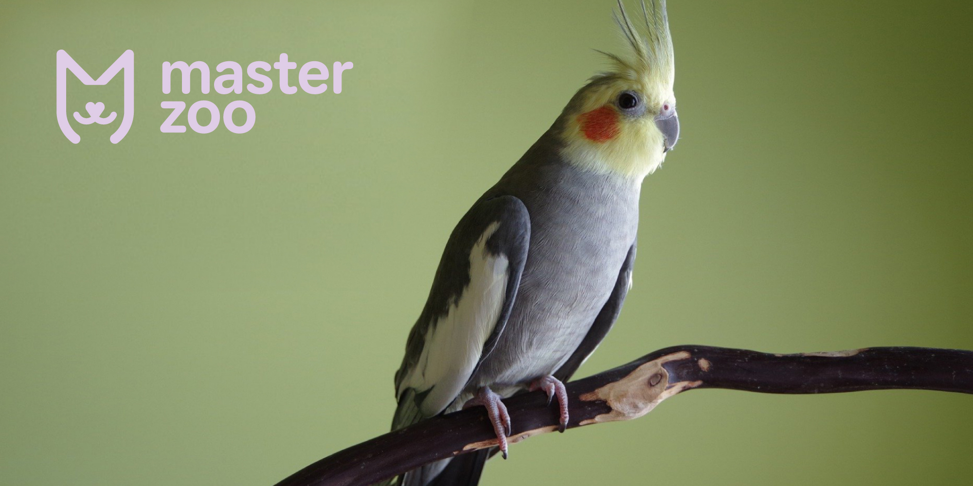 Корелла | Зоомагазин MasterZoo
