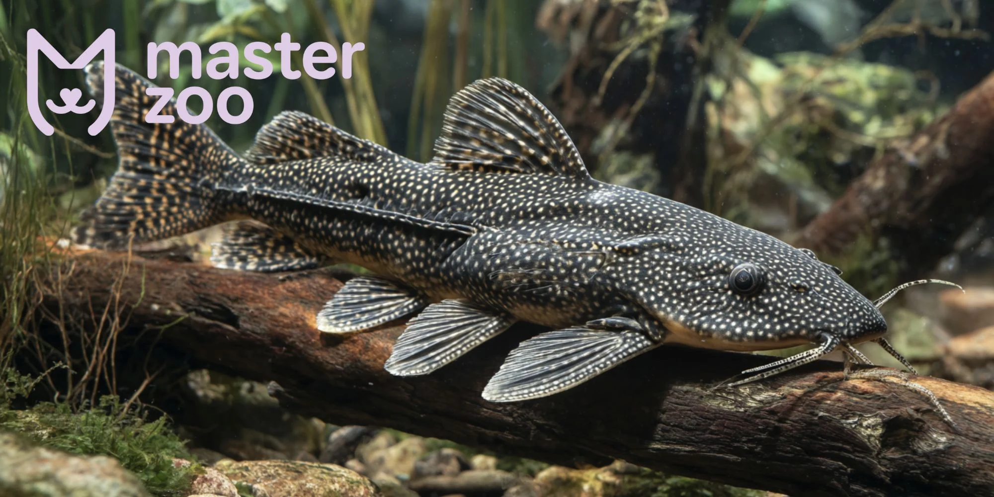 Птеригоплихты | MasterZoo