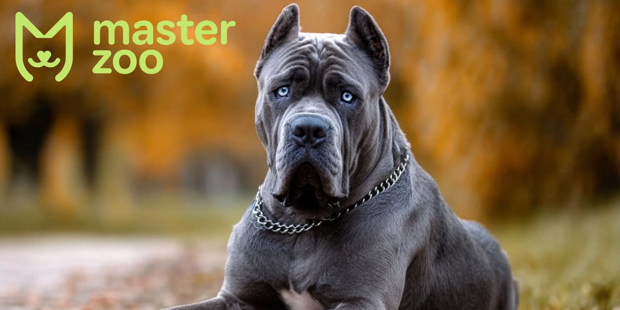 интересные факты о кане корсо | MasterZoo