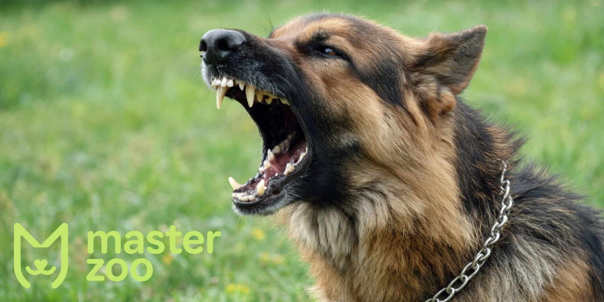 як зрозуміти що собака агресивний | MasterZoo
