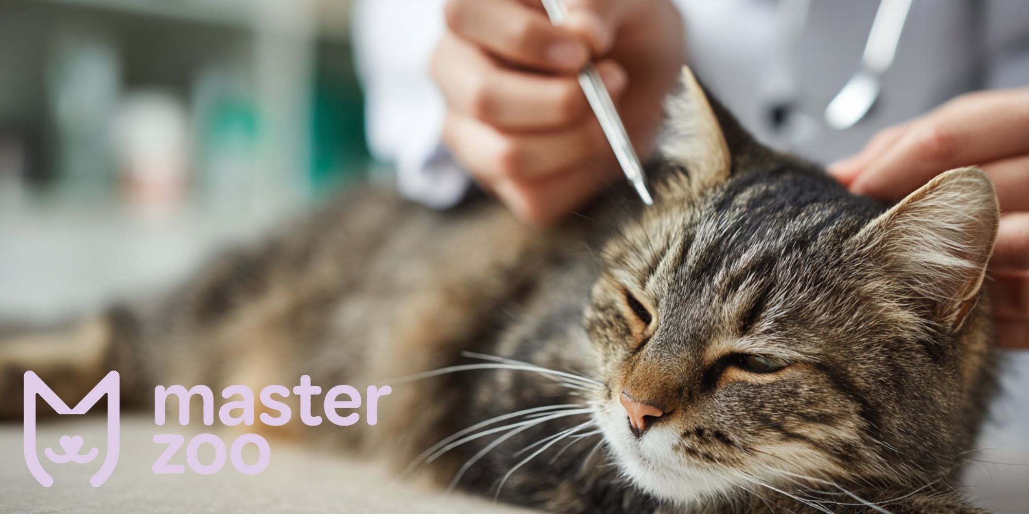 огляд кота | MasterZoo
