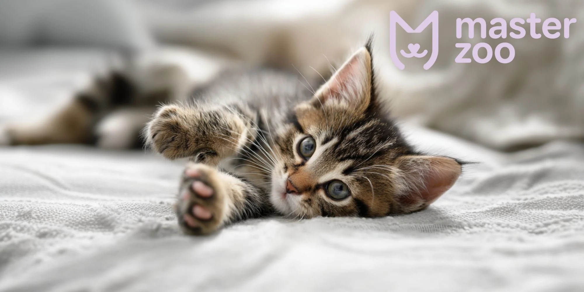що потрібно для кошеня в квартиру |MasterZoo