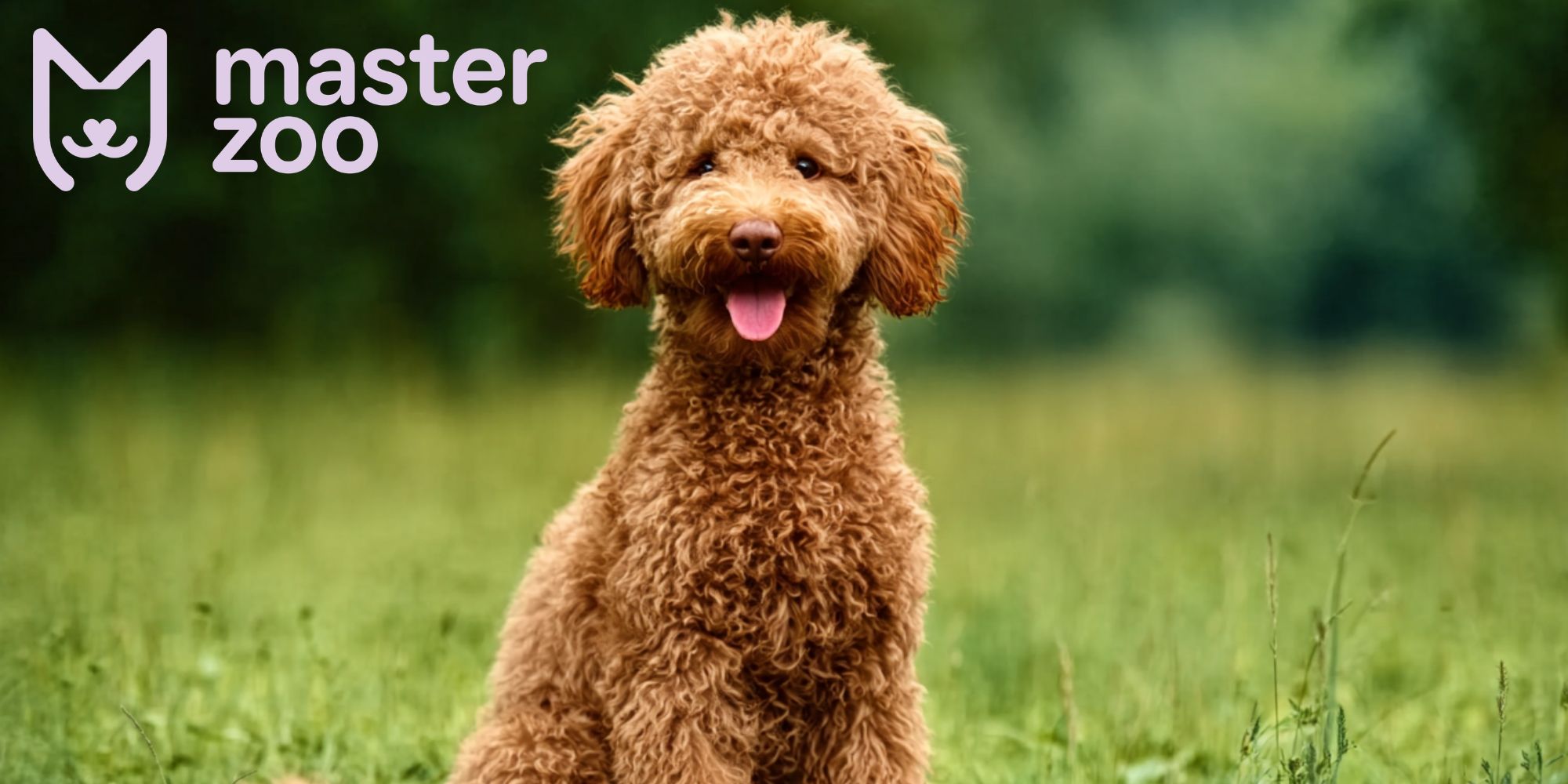 Пудель | MasterZoo