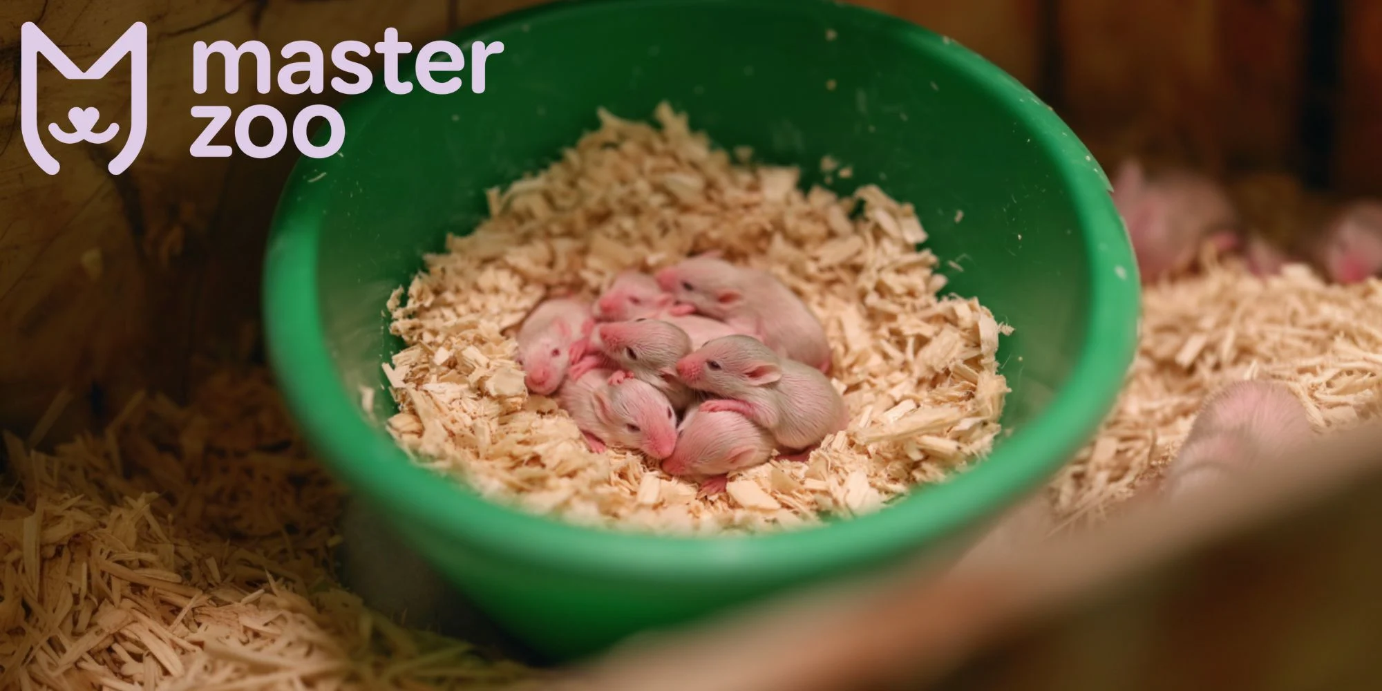 діти хом'яка | MasterZoo