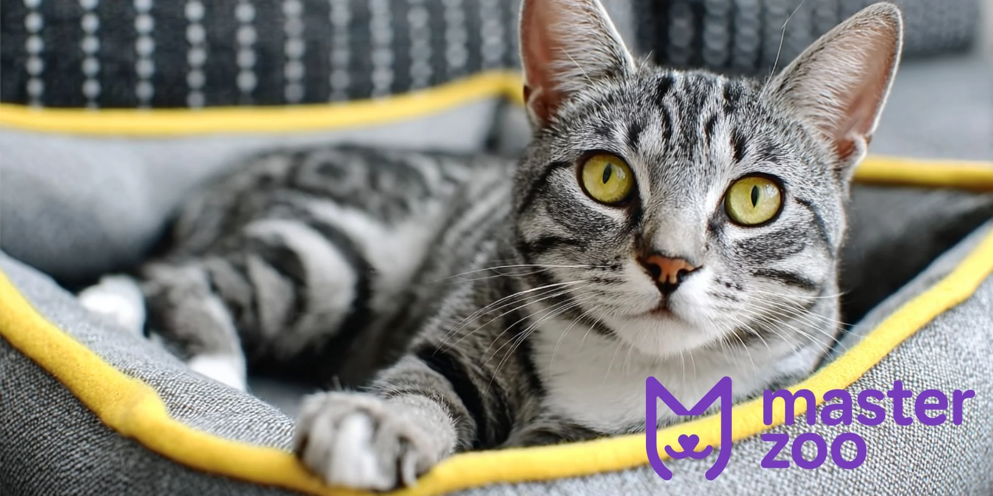 здоров'я американської короткошерстої кішки  | MasterZoo