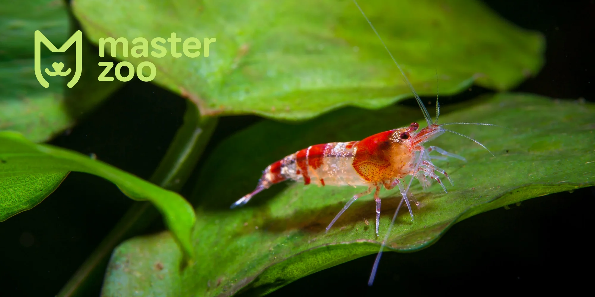 Заселення акваріума креветкам| Зоомагазин MasterZoo