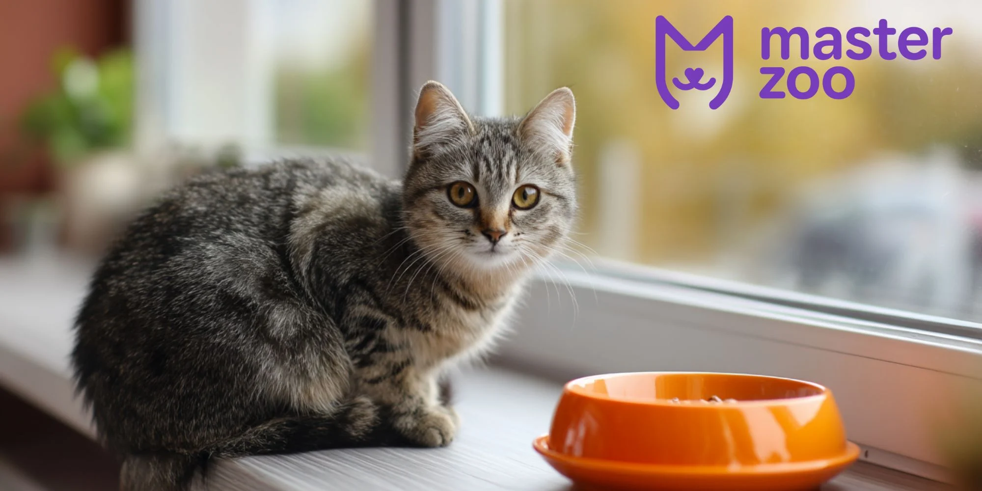 как правильно кормить кота сухим кормом | MasterZoo