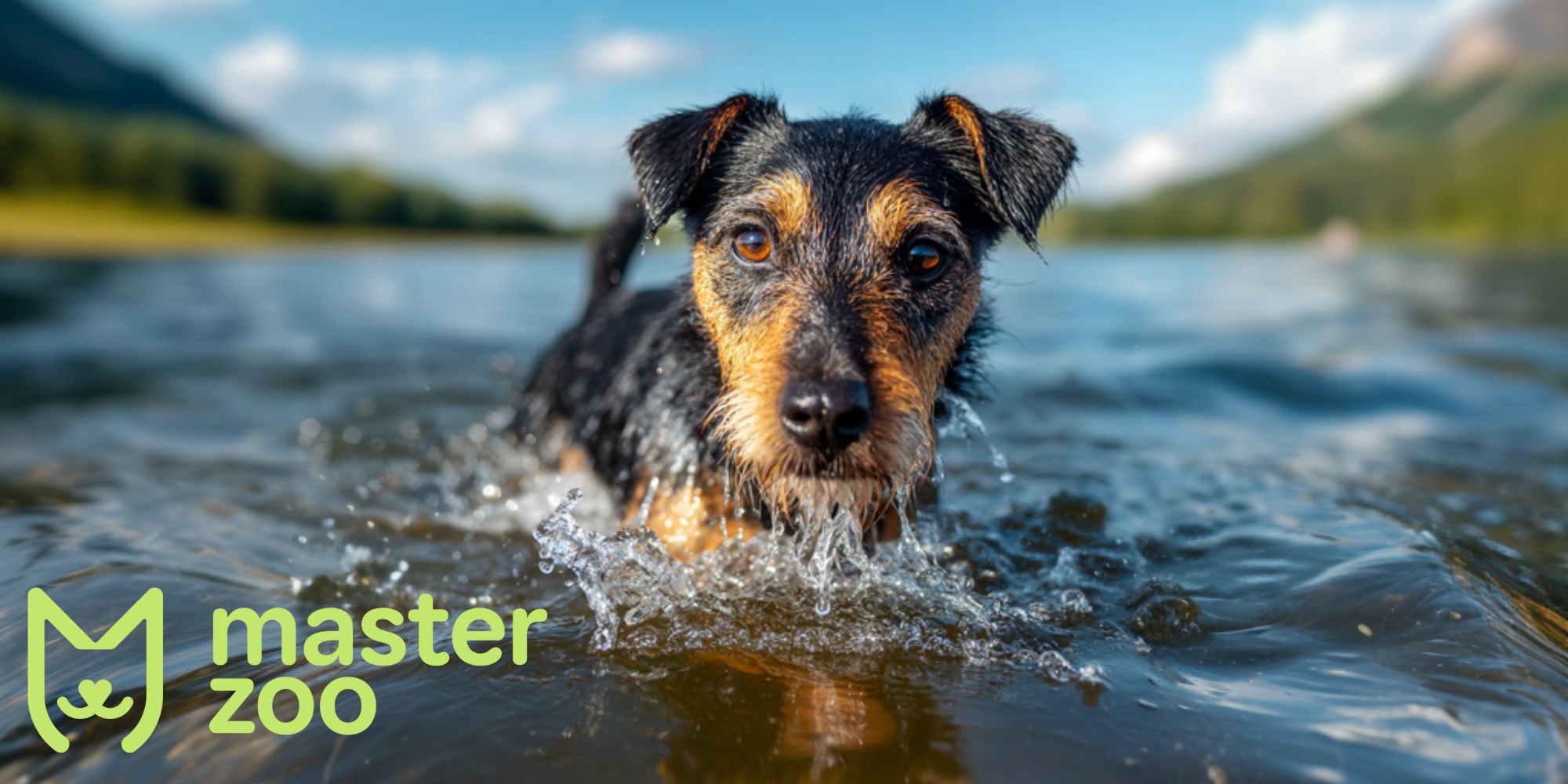 догляд за ягтер'єром | MasterZoo