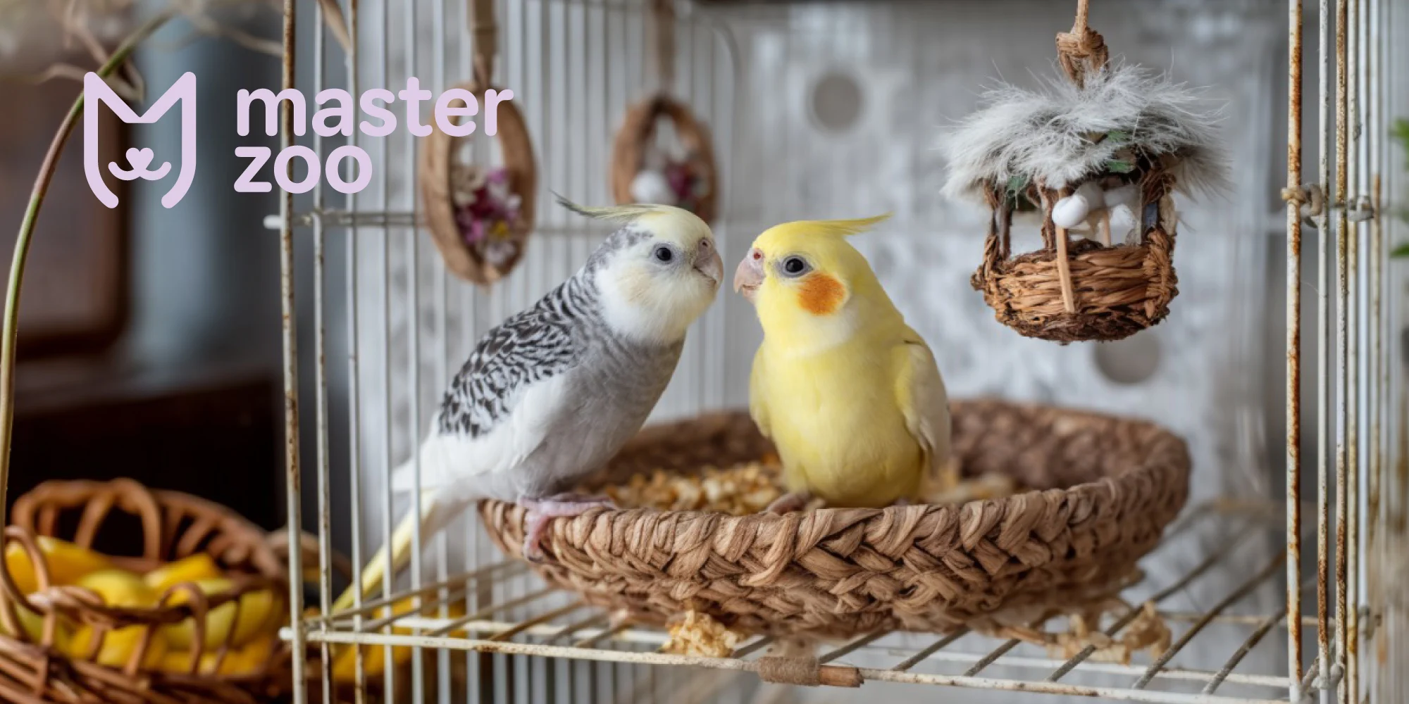 Чим годувати папуг | Зоомагазин MasterZoo