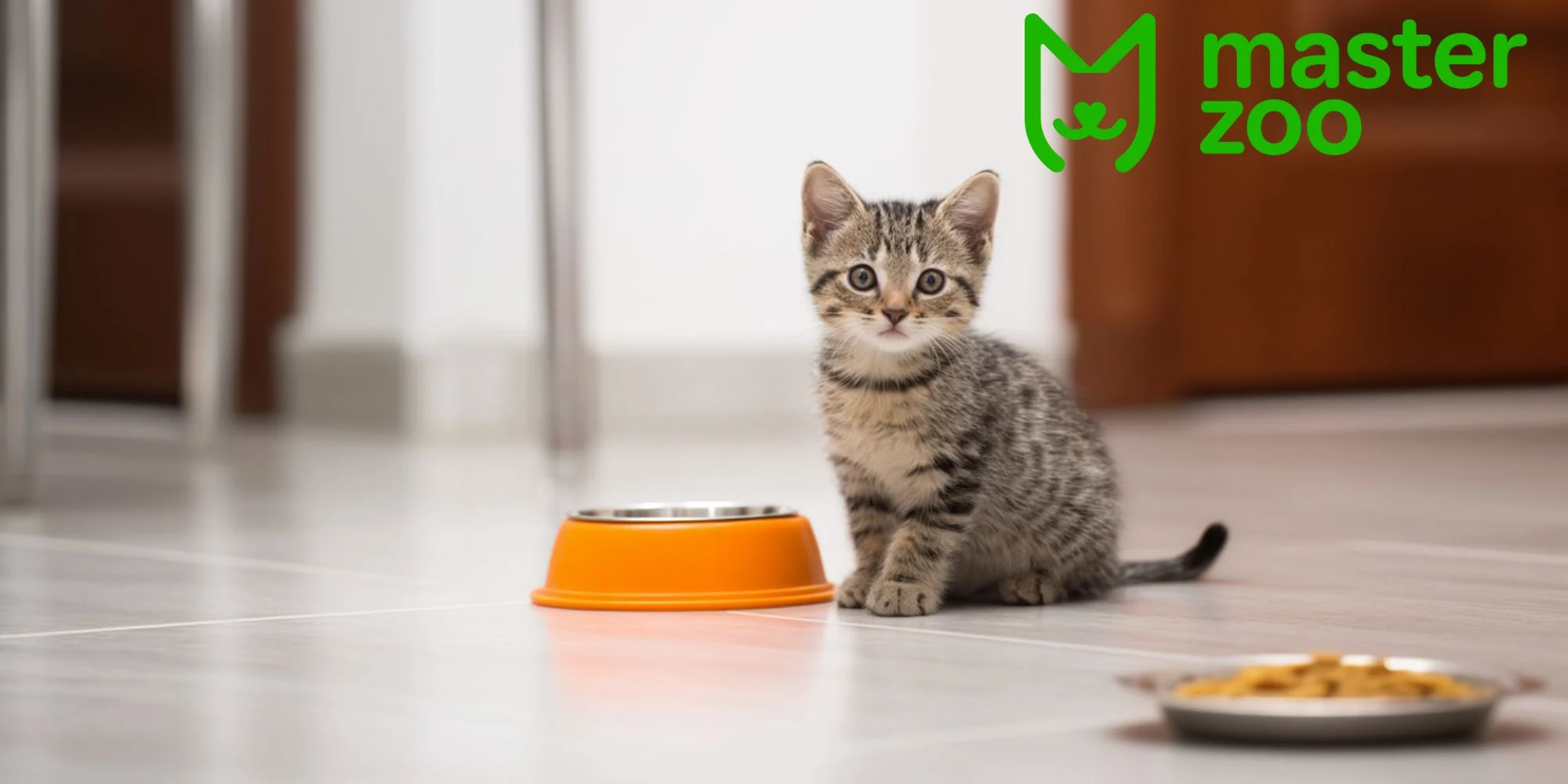 який корм кращий для кошеняти | MasterZoo