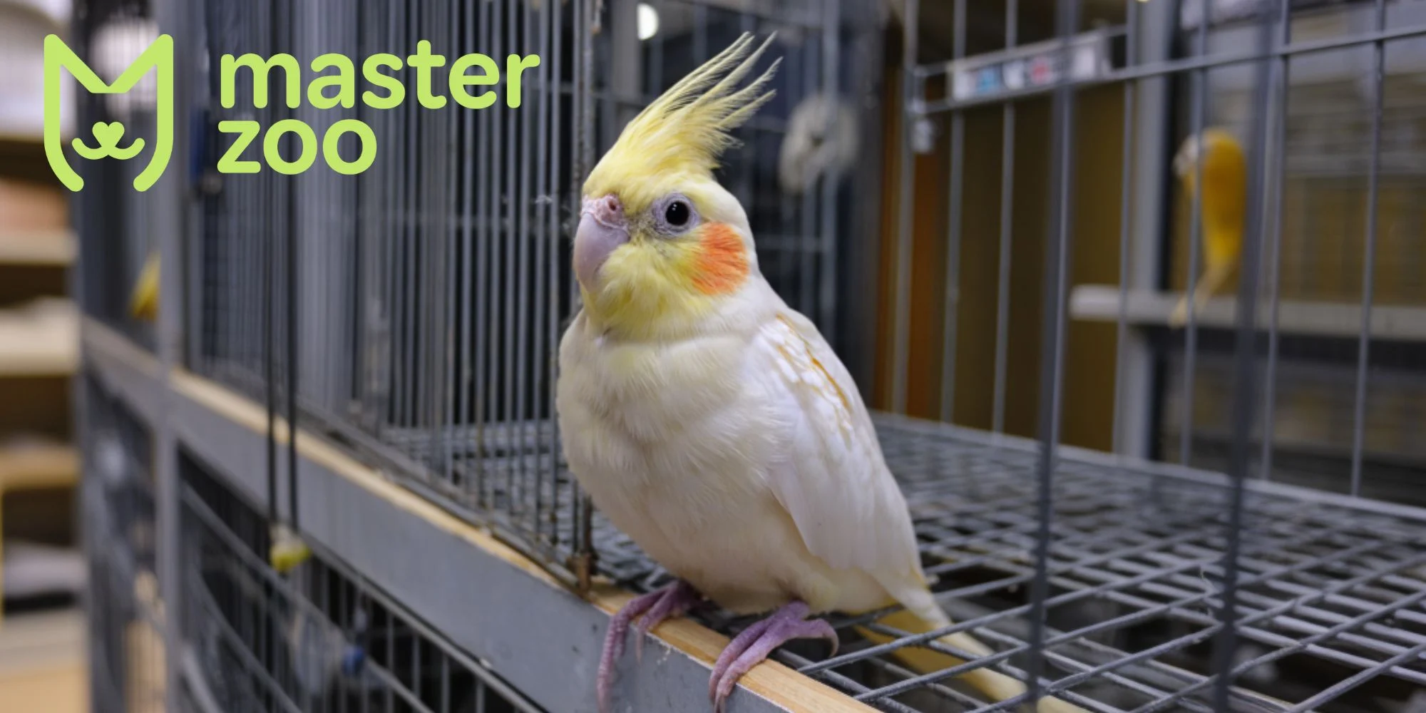 корелла лучший домашний любимец | MasterZoo