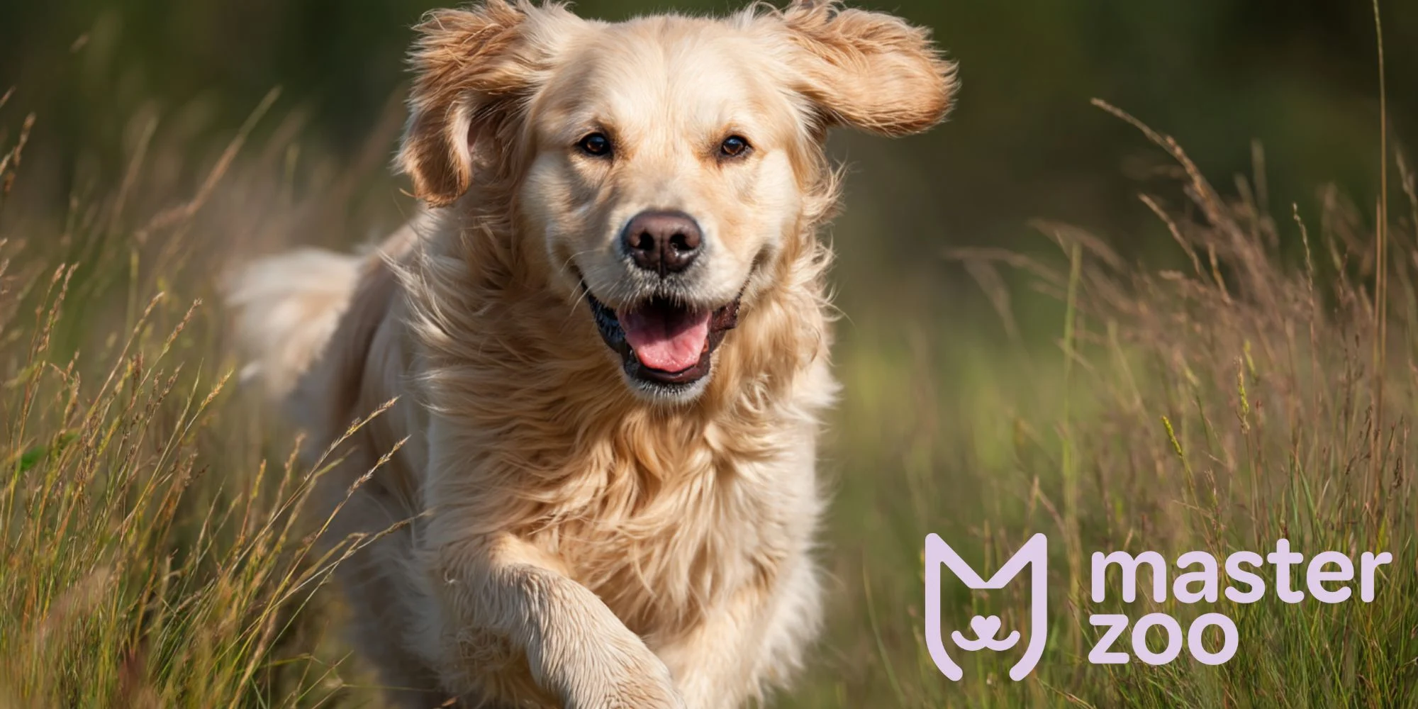 як привчити собаку до нового імені | MasterZoo