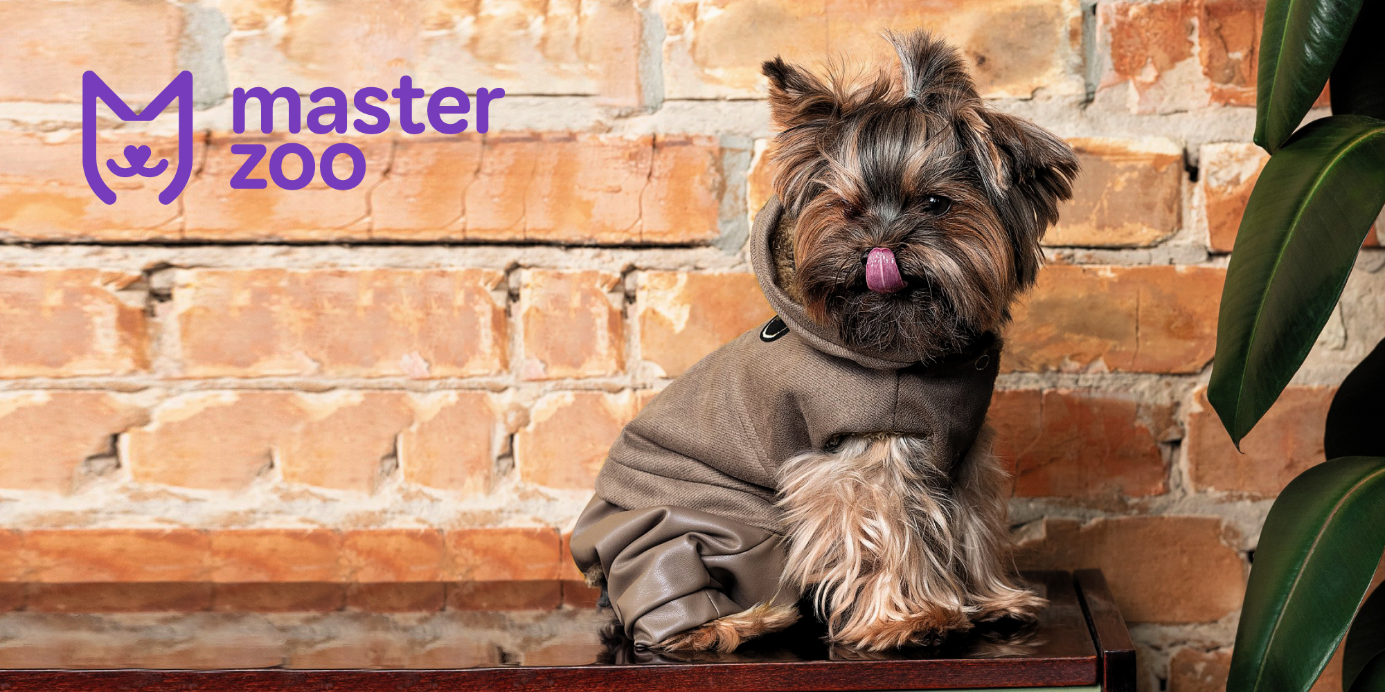 Підбір одягу для улюбленців | MasterZoo