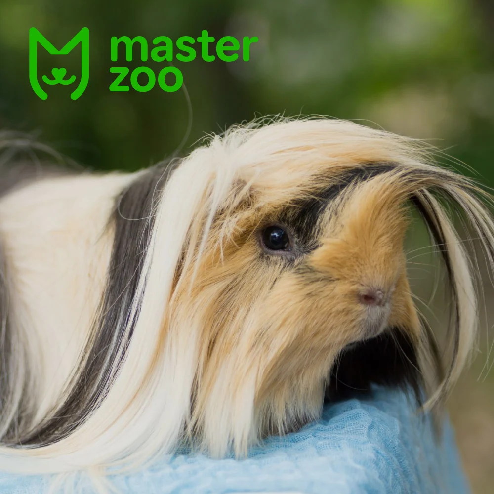 Перуанская морская свинка порода | Зоомагазин MasterZoo