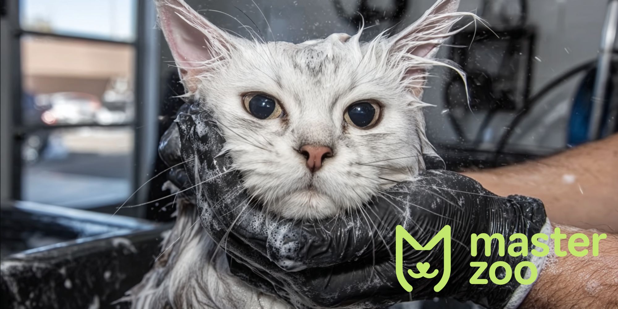 догляд та утримання американської короткошерстої кішки  | MasterZoo