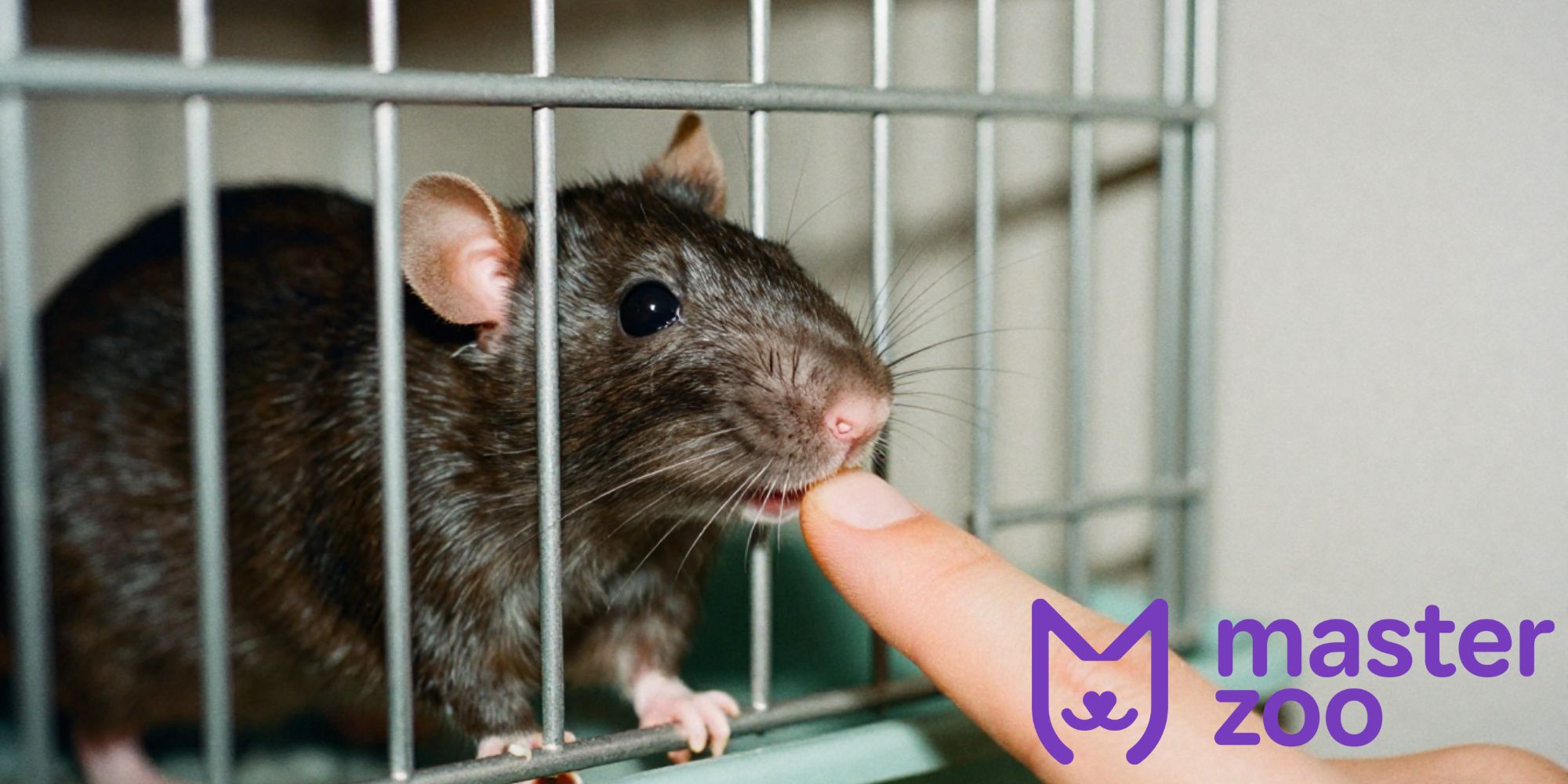 Крысы | Зоомагазин MasterZoo
