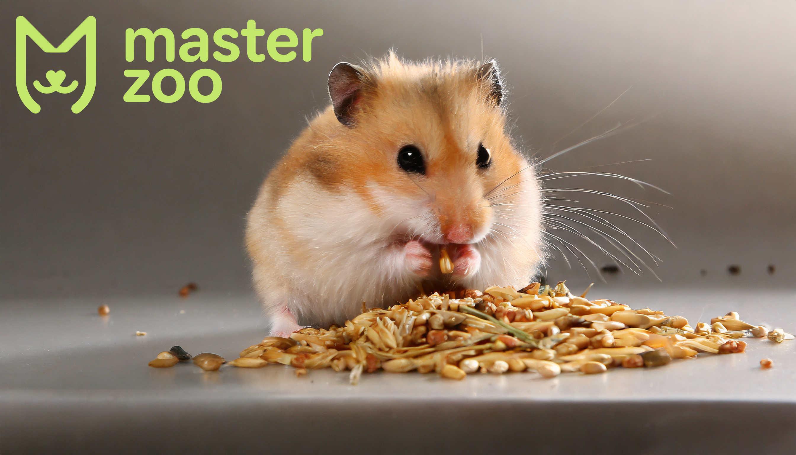 Хомяк | Зоомагазин MasterZoo