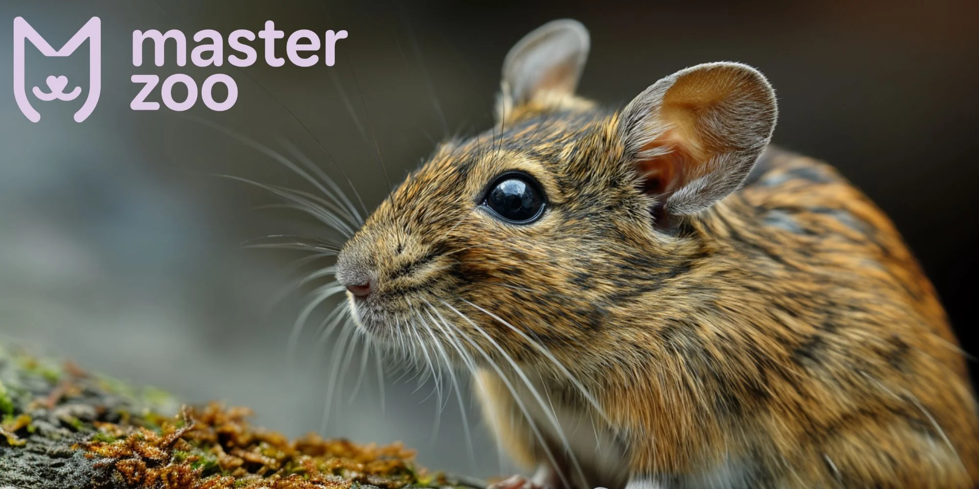 дегу | MasterZoo
