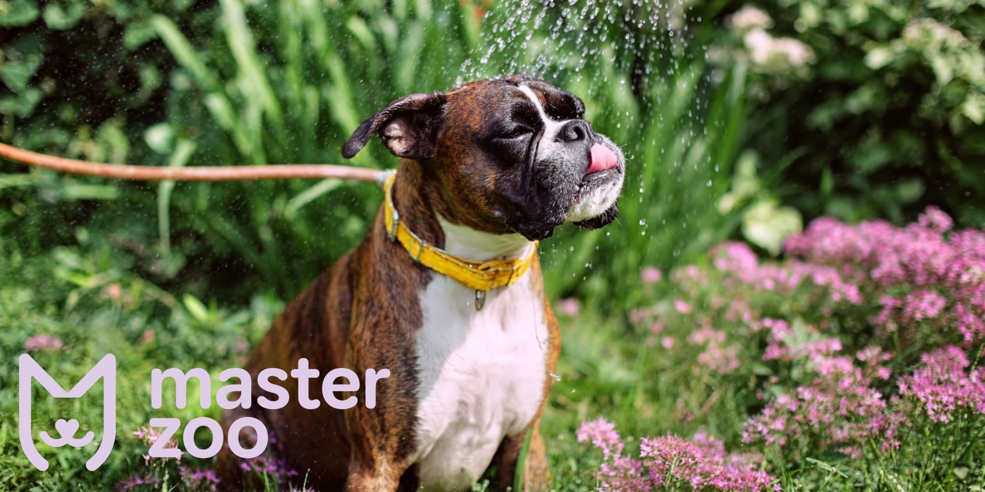 мифы и факты о собаках | MasterZoo
