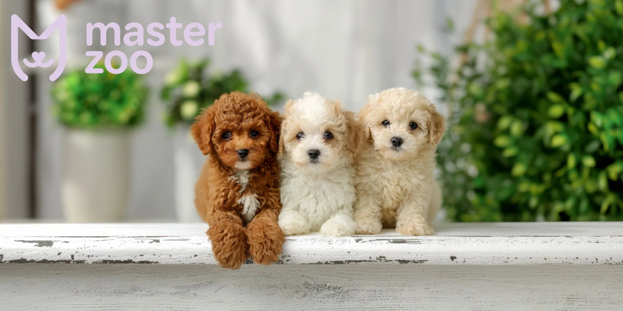 кавапу | MasterZoo
