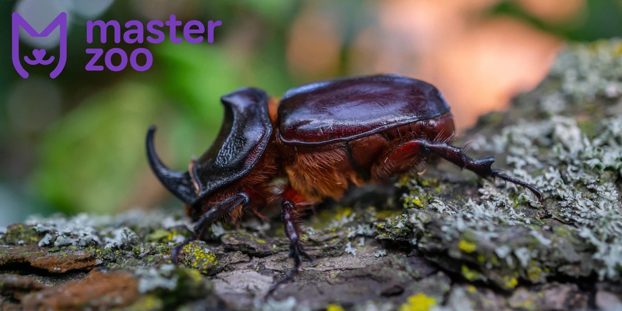 жук носорог |  MasterZoo