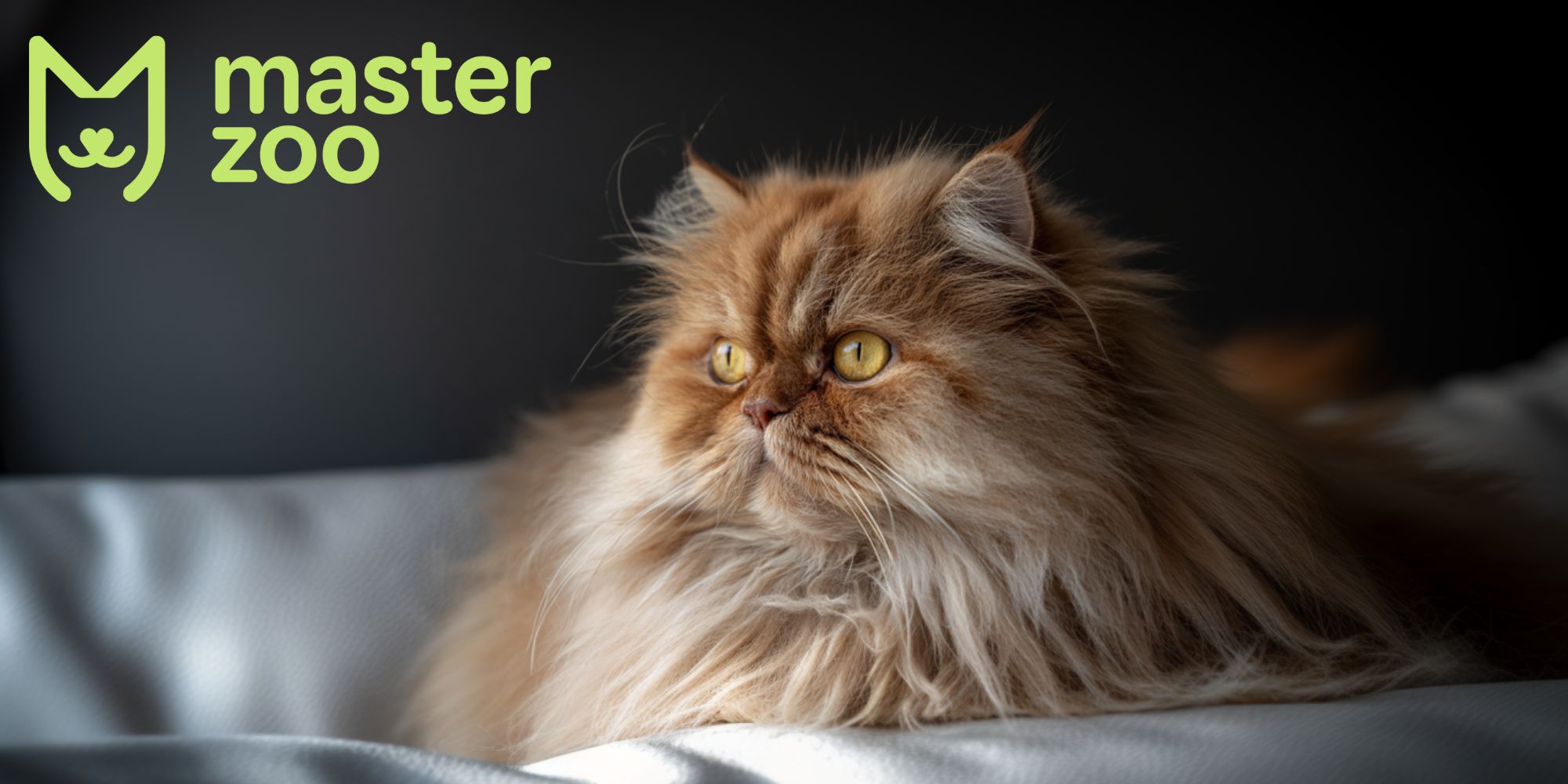 шерсть перського кота | MasterZoo