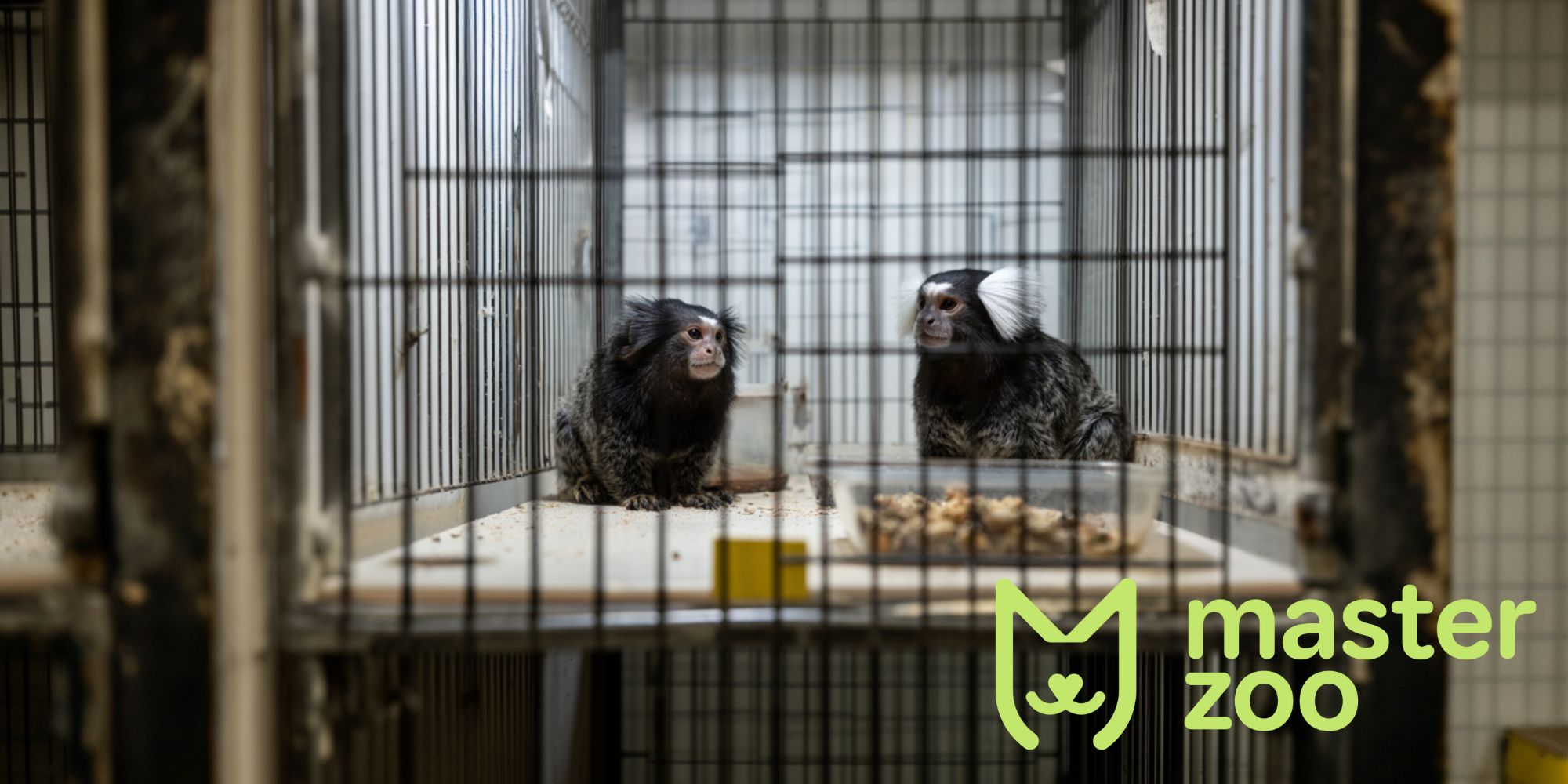 епапи та моральні аспекти виховання мавпи | MasterZoo