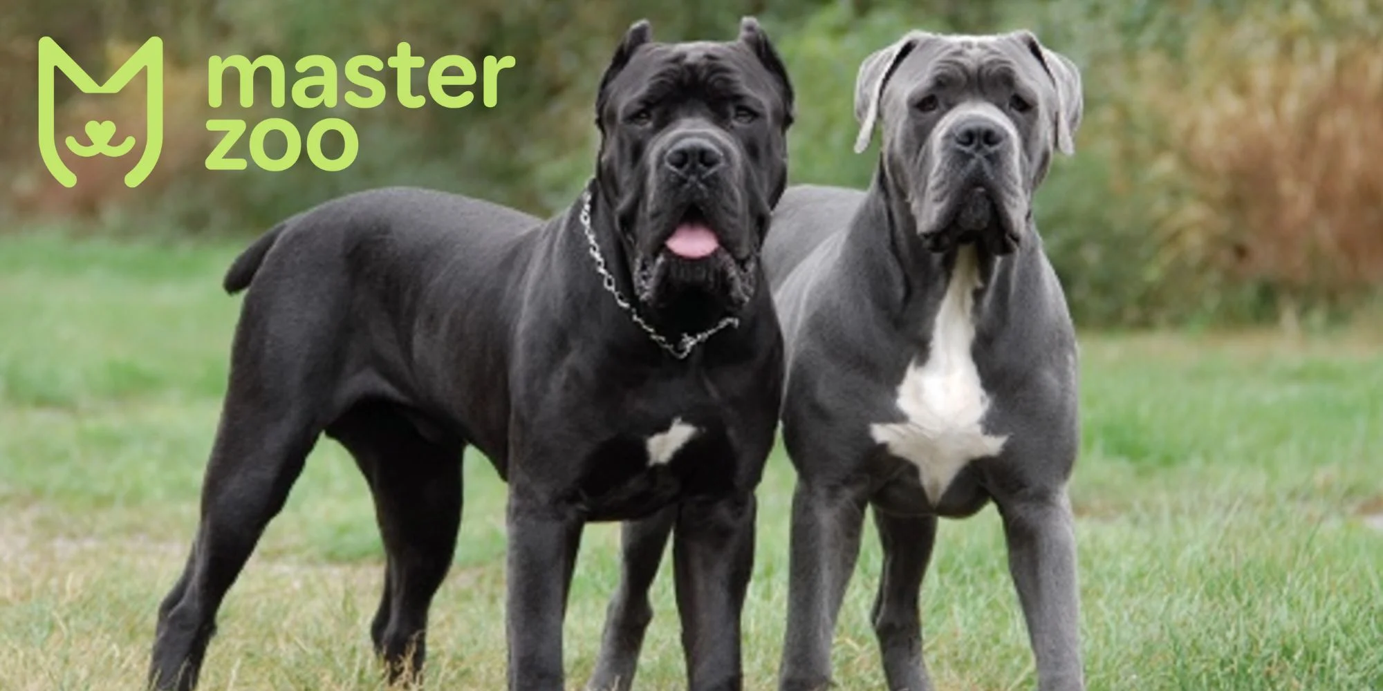вид кане корсо | MasterZoo