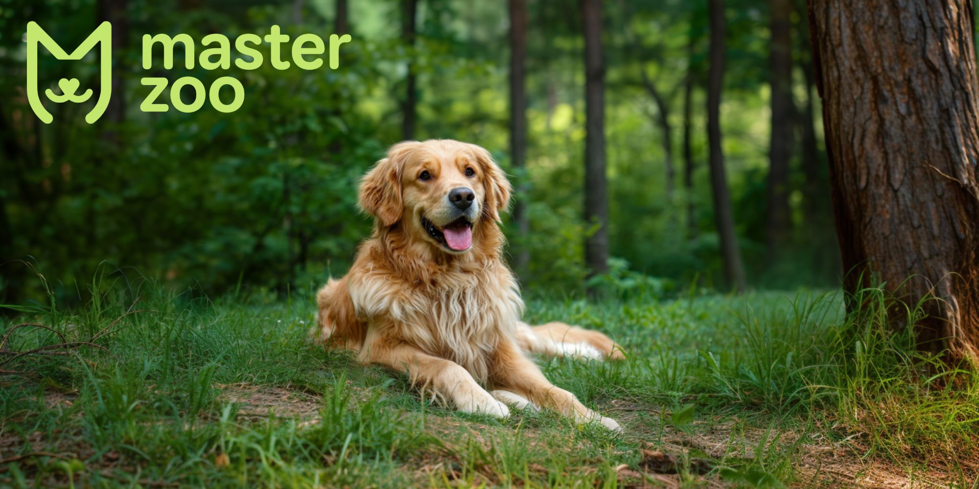 золотой ретривер | MasterZoo