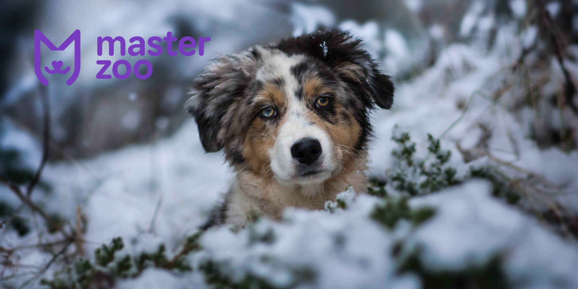 как ухажывать за лапками зимой | MasterZoo