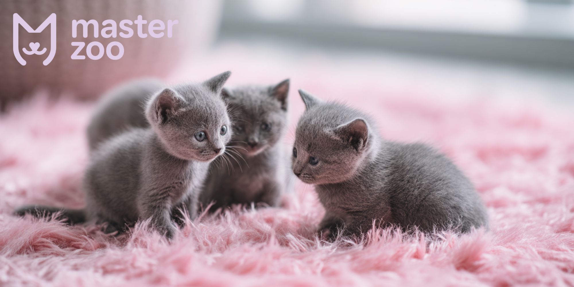 догляд та гігієна для кошеняти | MasterZoo