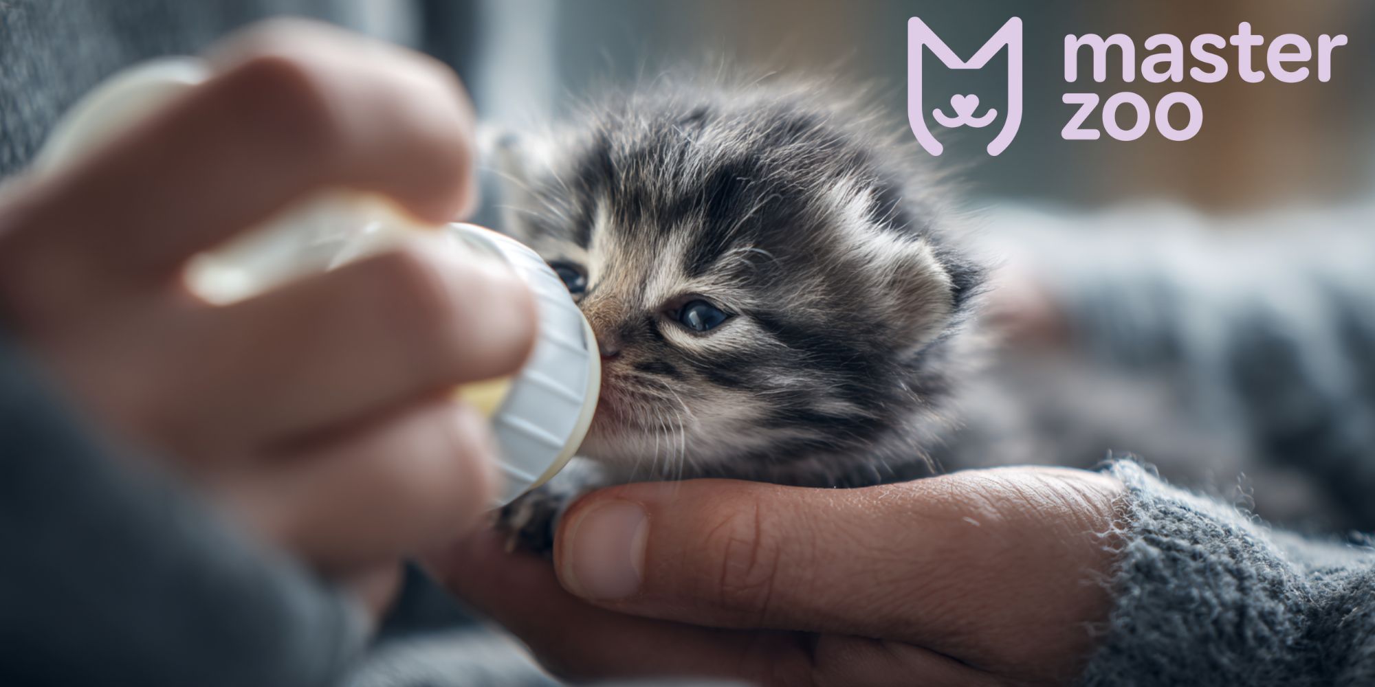 як годувати кошеня | MasterZoo