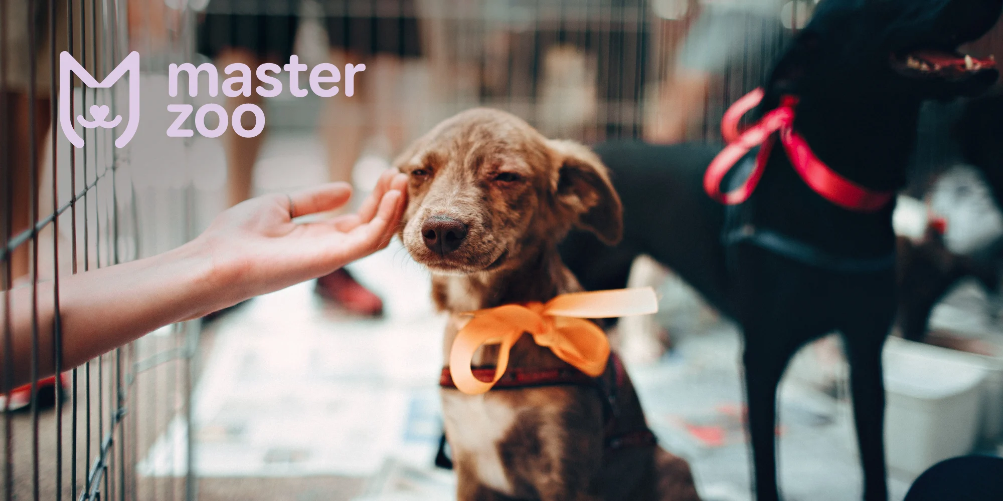 Собака из приюта | MasterZoo