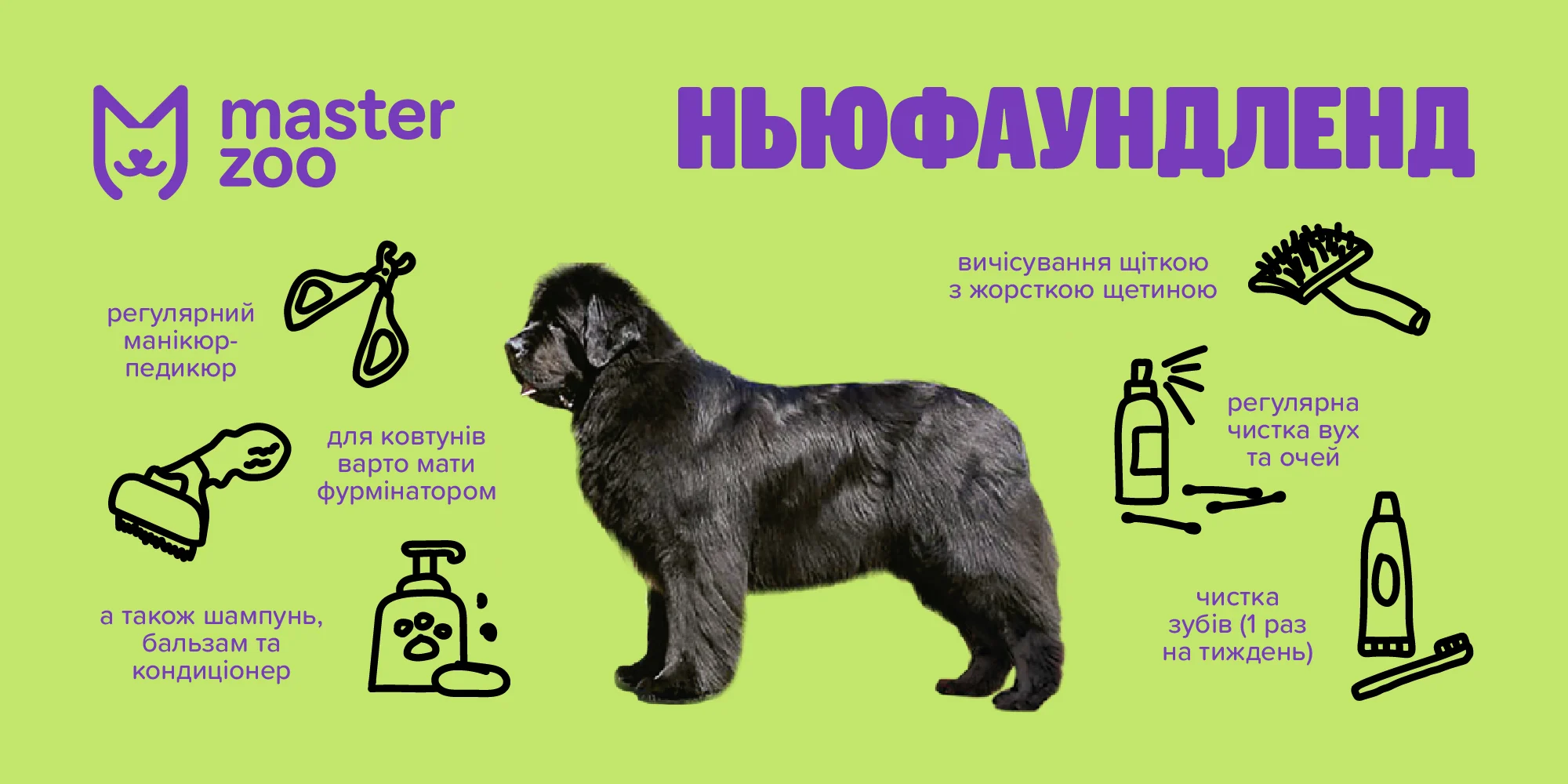 Ньюфаундленд | MasterZoo