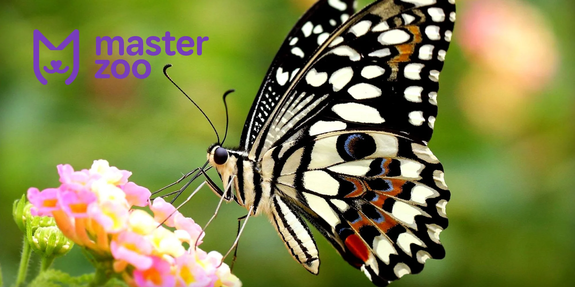 метелики |  MasterZoo