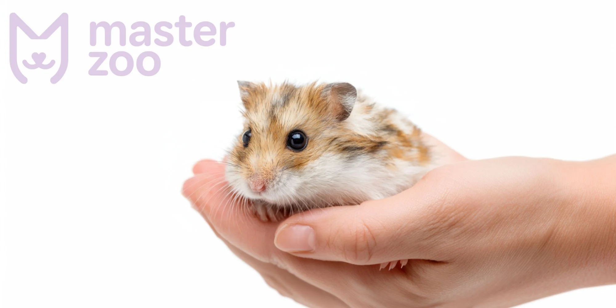 пододерматит причины |  MasterZoo