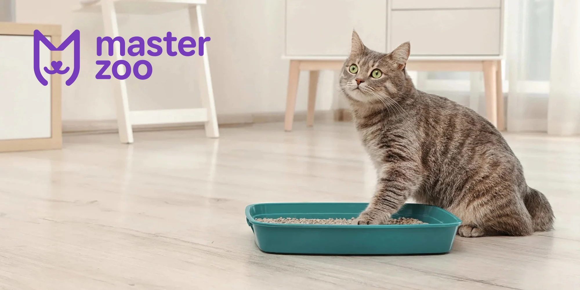 как приучить кота до туалета | MasterZoo