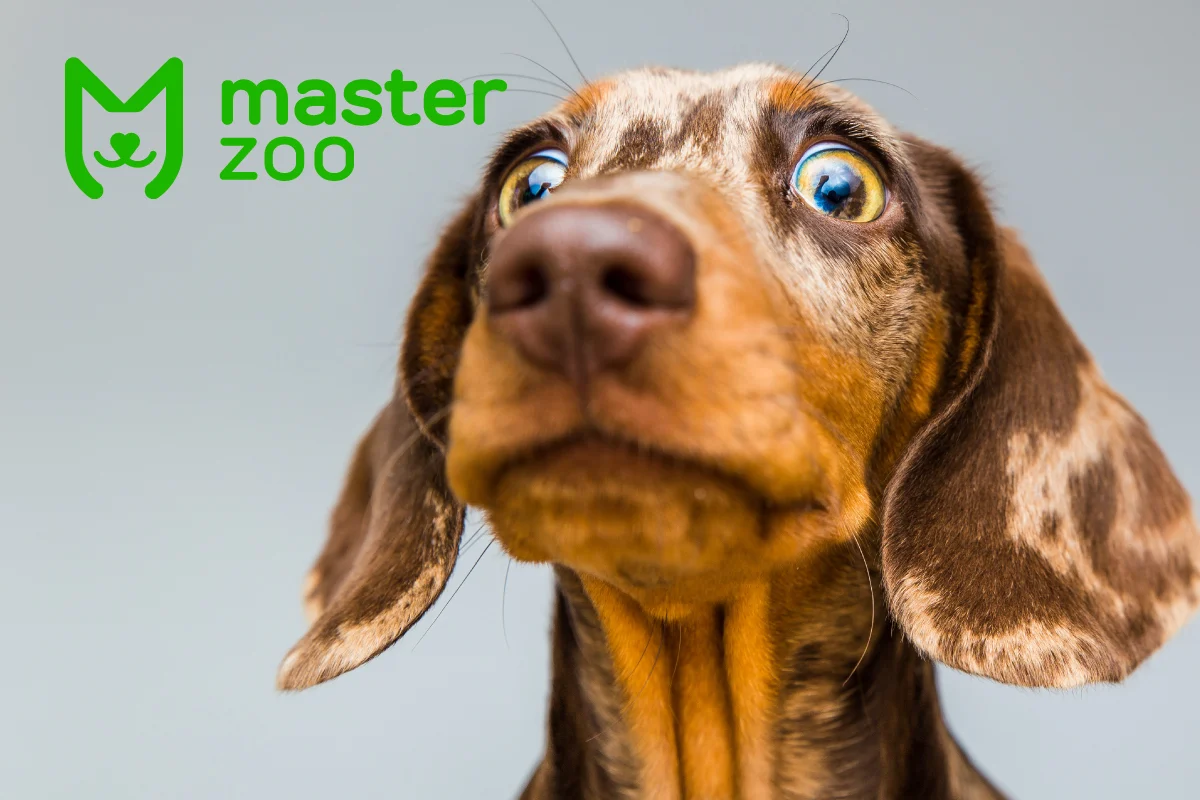 Собачки| Зоомагазин MasterZoo