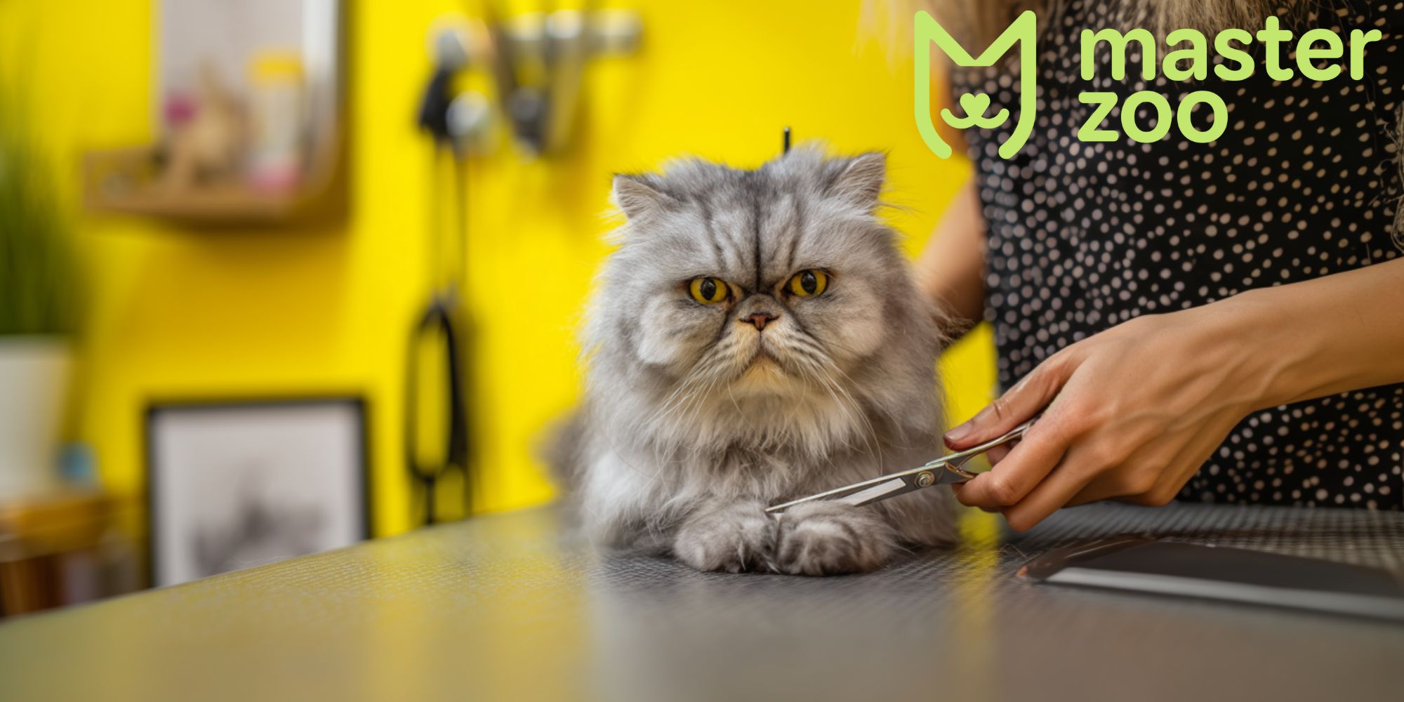 догляд за шерстю перських котів | MasterZoo