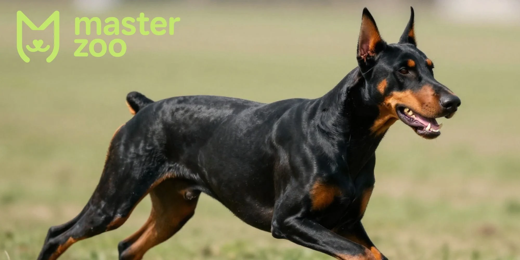 питание добермана | MasterZoo