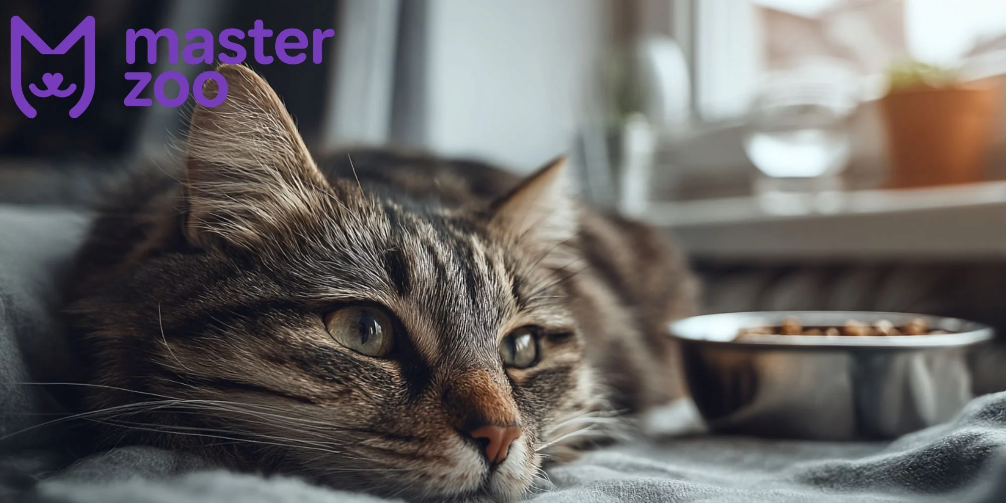 симптоми лейкозу у кота | MasterZoo