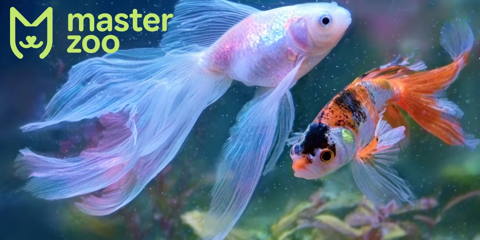 чому така назва вуалохвіст | MasterZoo