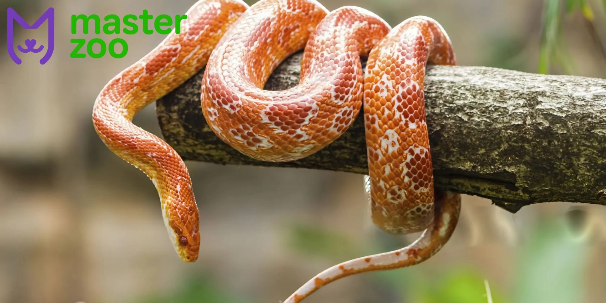 Створення мікроклімату для маїсового полоза | MasterZoo