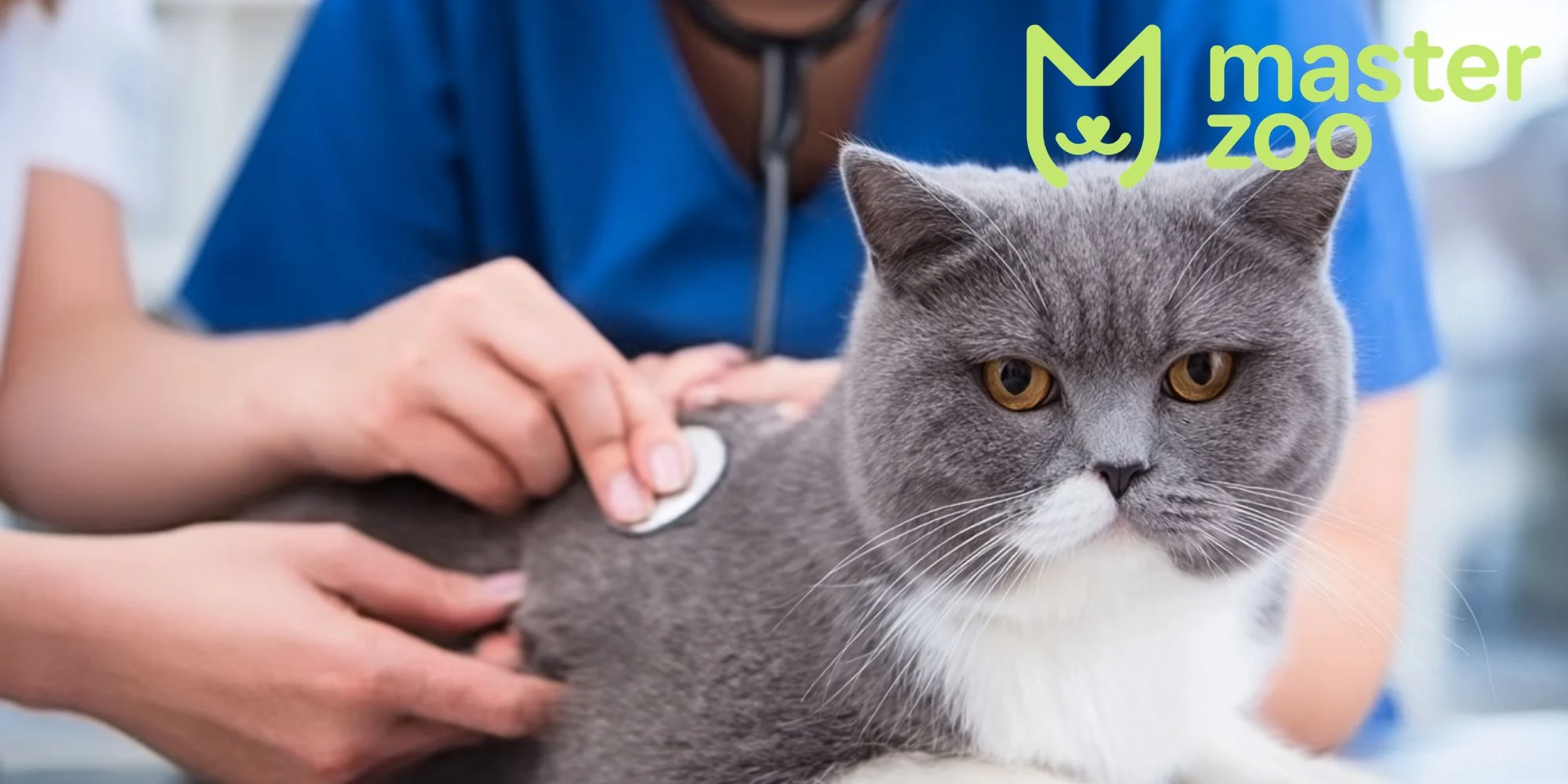 кошка чихает | MasterZoo