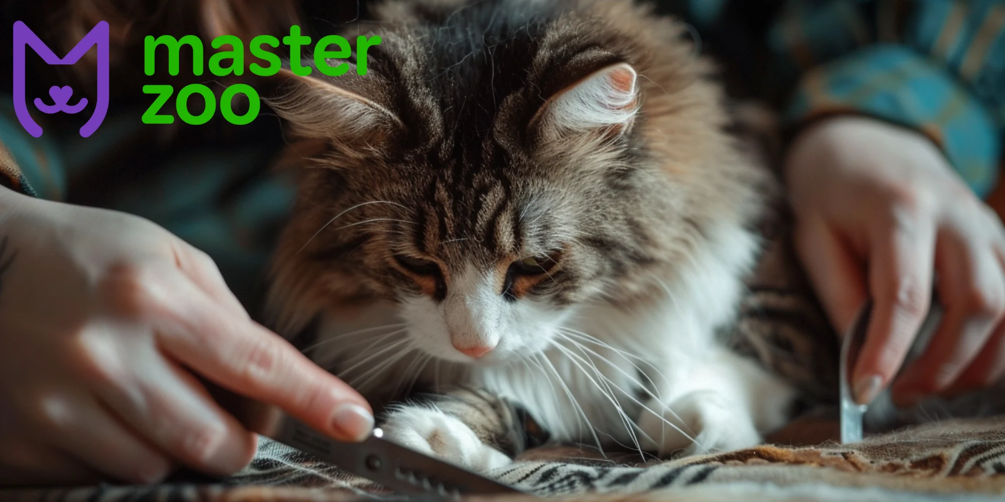 Кіт | Зоомагазин MasterZoo