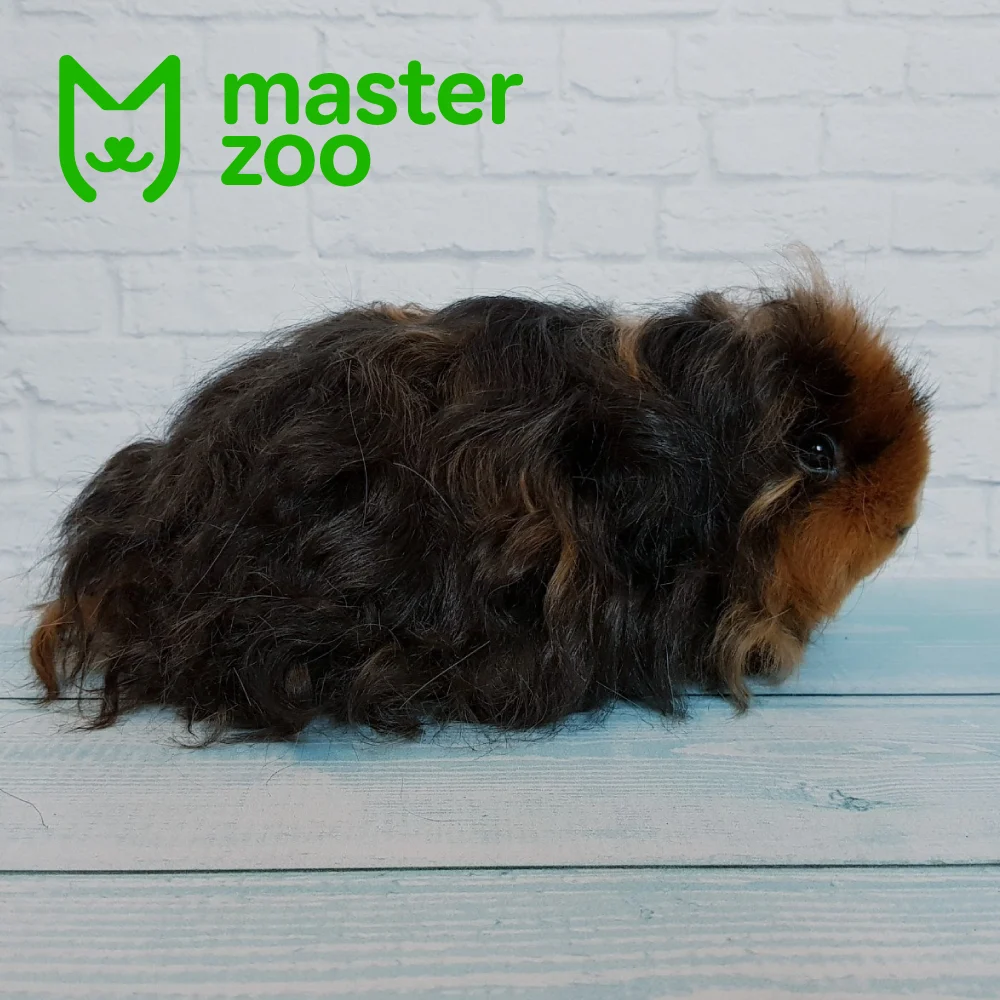 Тексли морская свинка порода | Зоомагазин MasterZoo