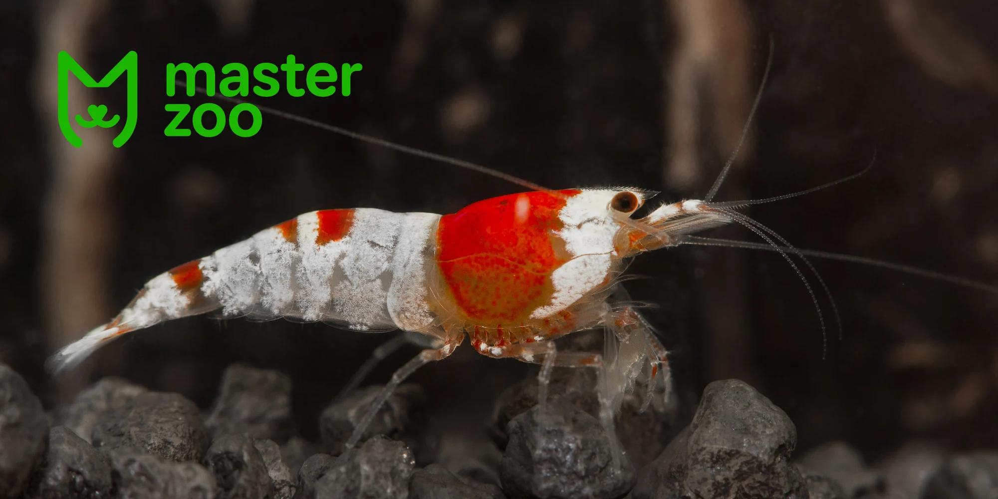 креветка кристал | MasterZoo