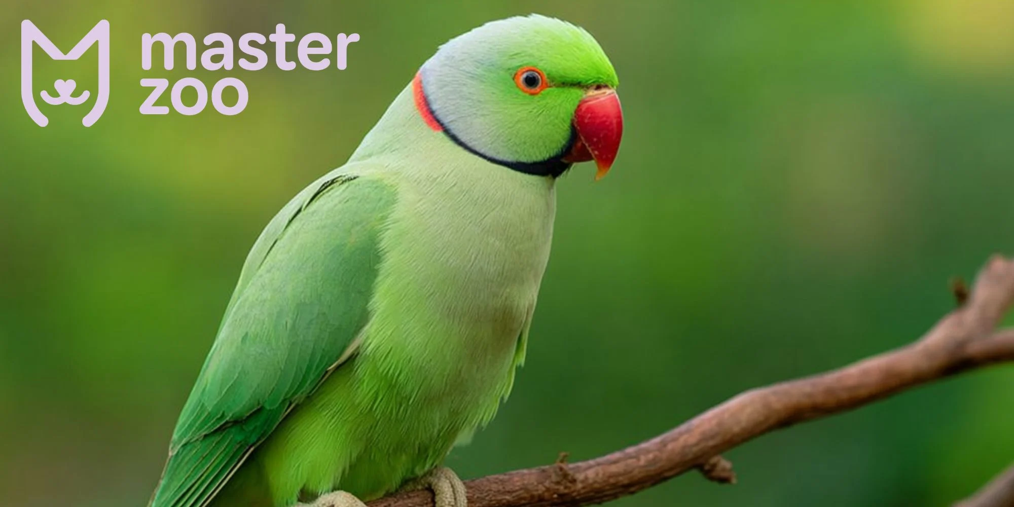 намистовий папуга | MasterZoo