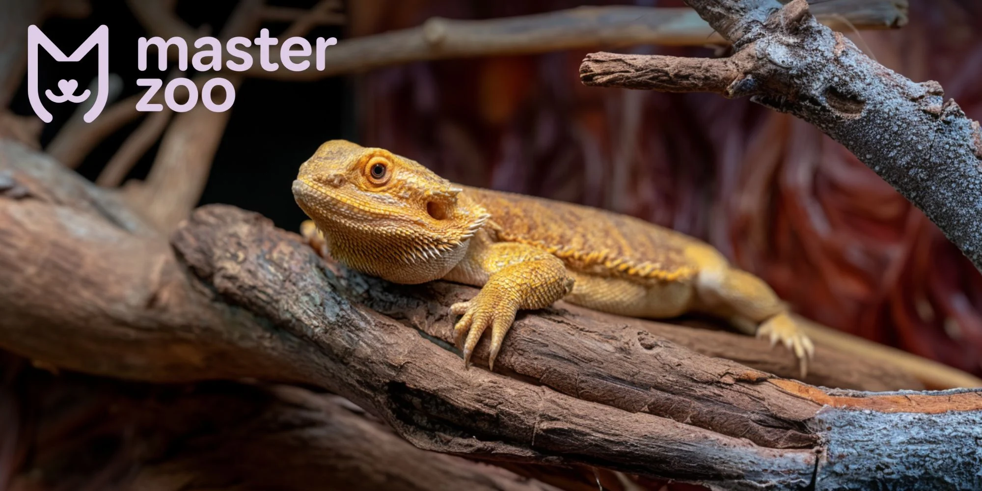Агама бородатая | MasterZoo